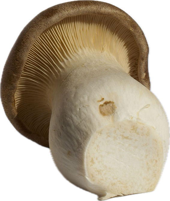 Dit is geen Koningsboleet